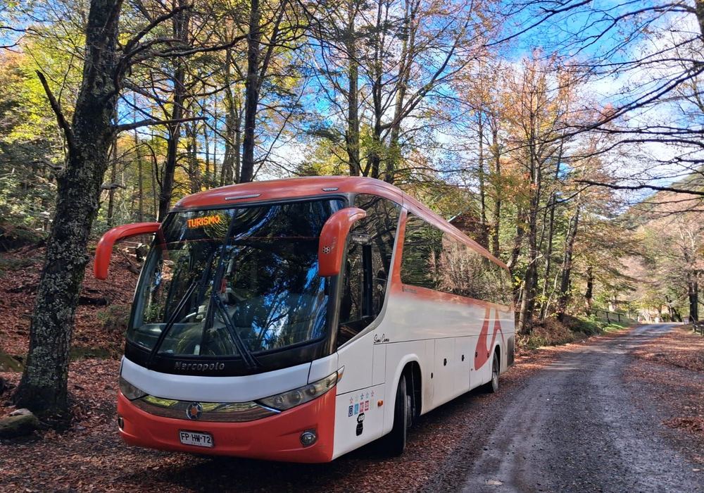 Bus de turismo Danyviajes estacionado en un camino de bosque nativo en otoño